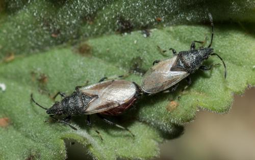 Oxycarenus hyalinipennis
